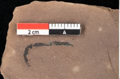 Foto (Detailansicht) von Zostena ungeri Ettingshausen (NHMW-GEO-2024-0188-0446)